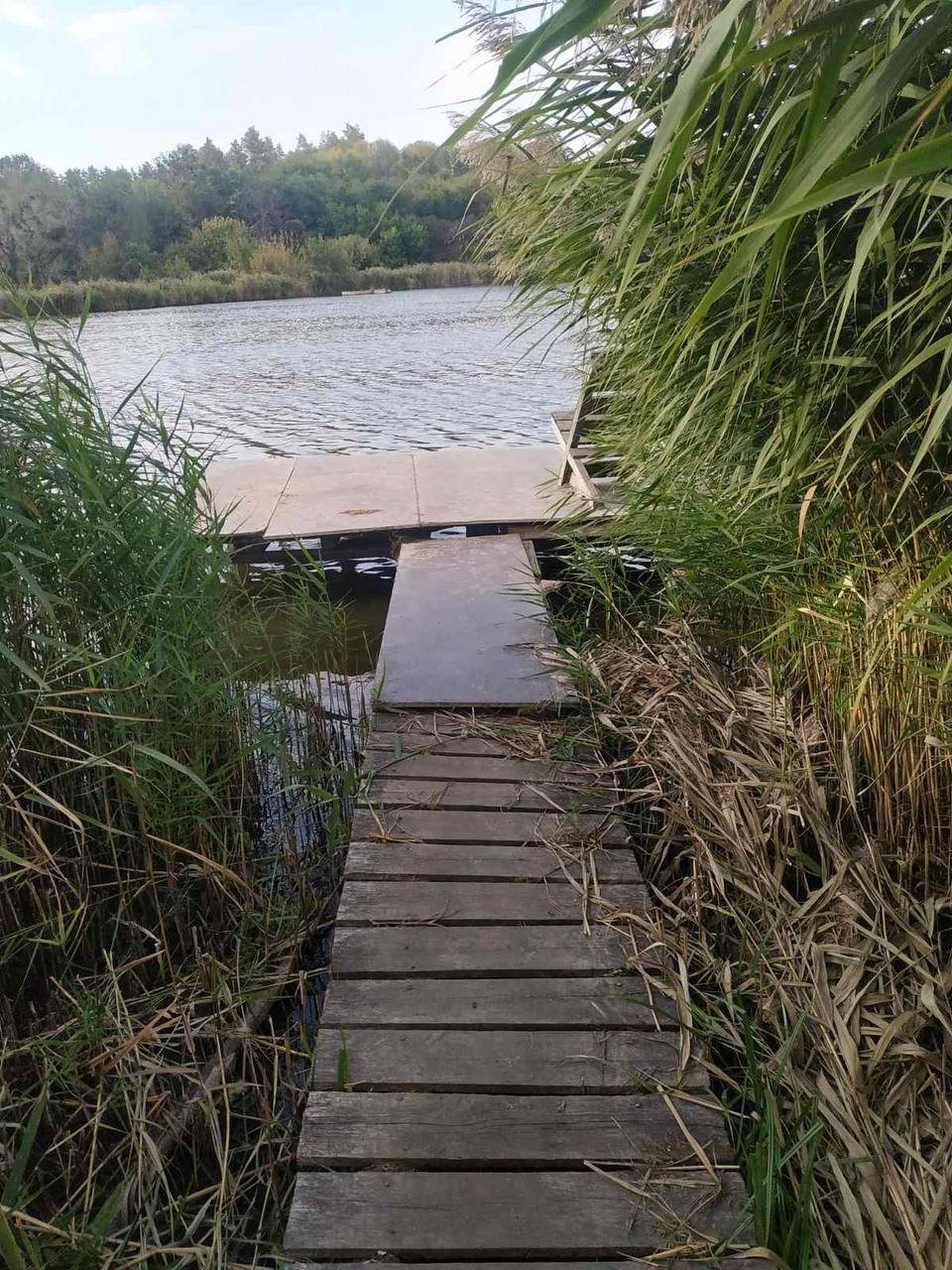 Дерев’яна кладка крізь очерет до води